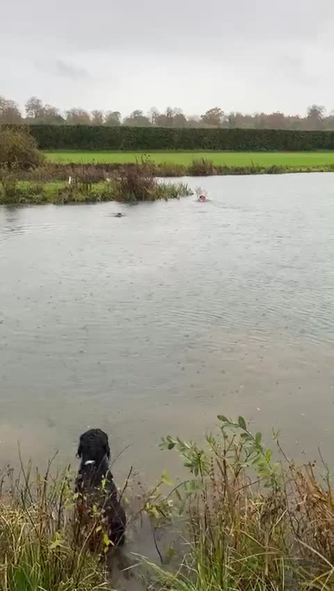 Cocker Spaniel dogs for stud: Fully health tested working cocker spaniel in Stockbridge - Video 2