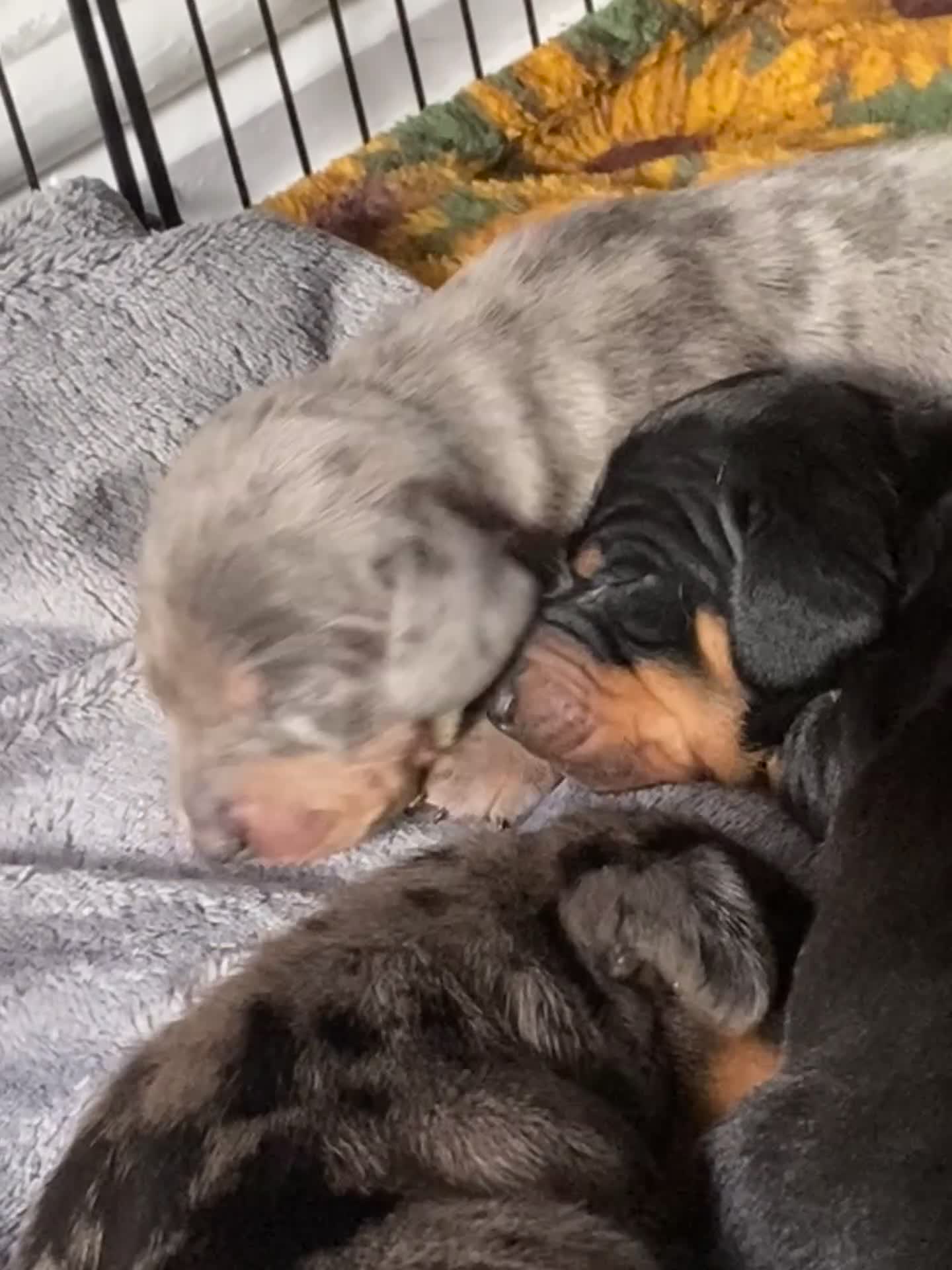 Dachshund dogs for sale: Tri silver dapple dachshunds ❤️ - Video 1