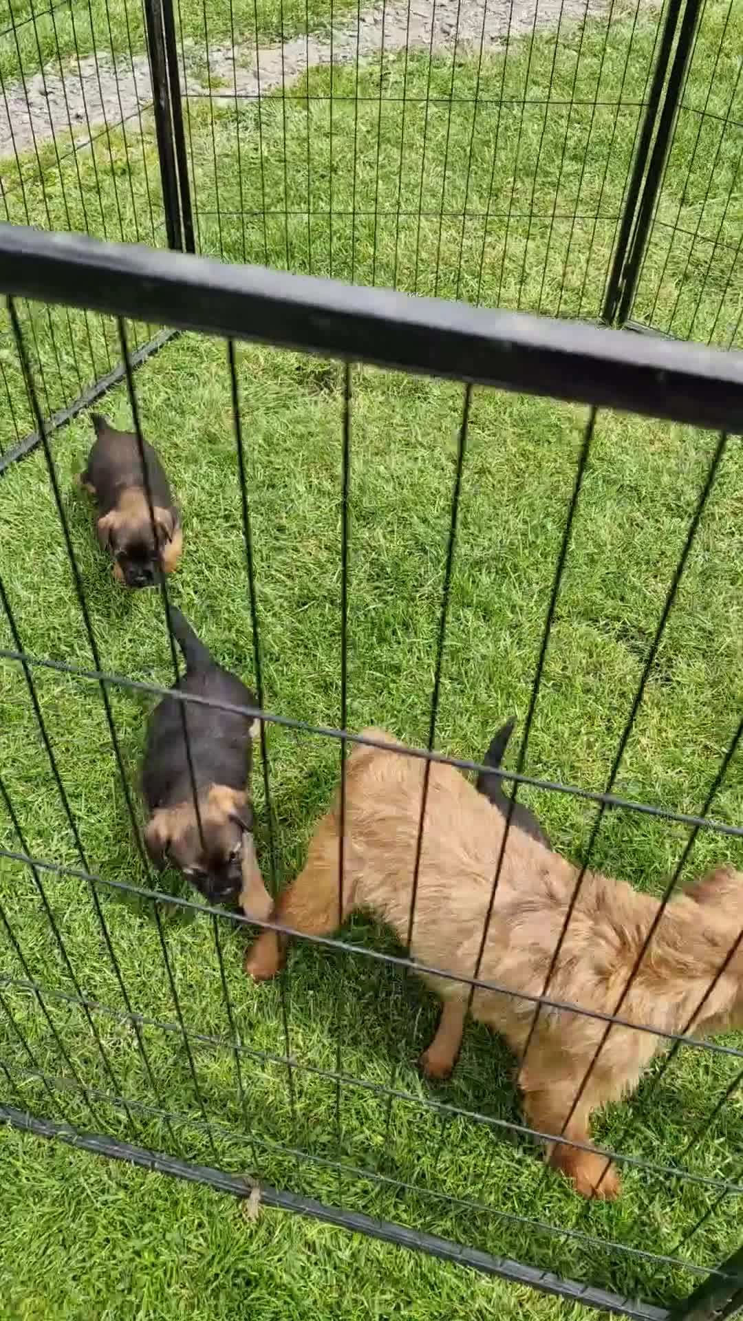 Border Terrier dogs for sale: Handsome border terriers  - Video 1