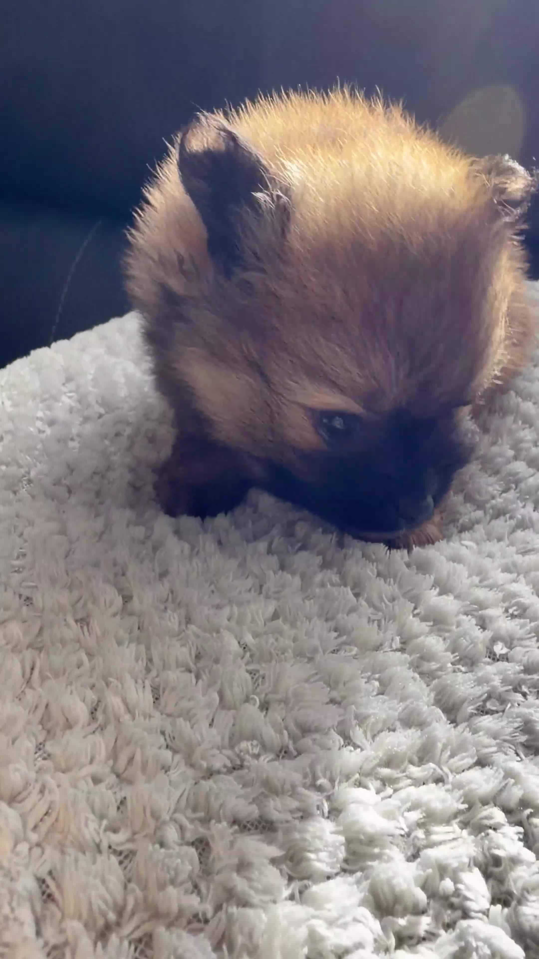 Pomeranian dogs for sale: 2 amazing males available - Video 4