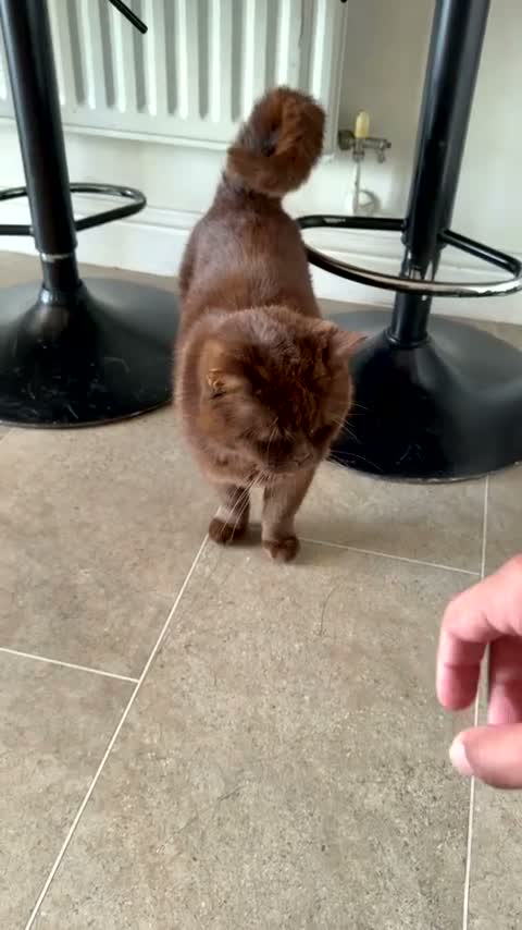British Shorthair cats for sale: British Shorthair cat - Yogi, needs new home - Video 3