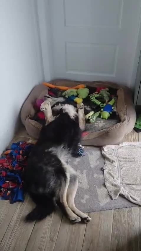 Mixed Breed dogs for adoption: Urgent appeal for Eric  - Video 1
