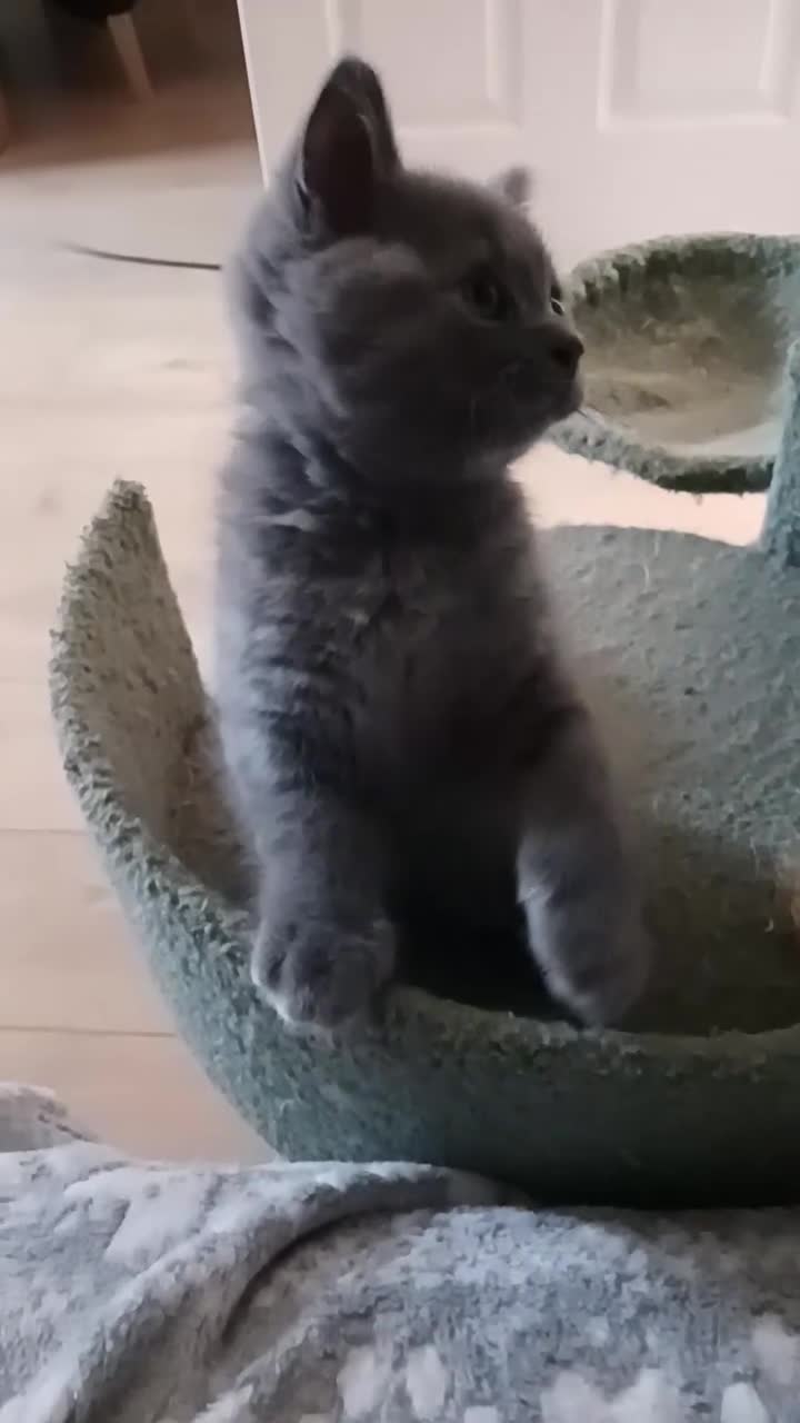 British Shorthair cats for sale: Beautiful British Shorthair Kittens for Sale - Video 2