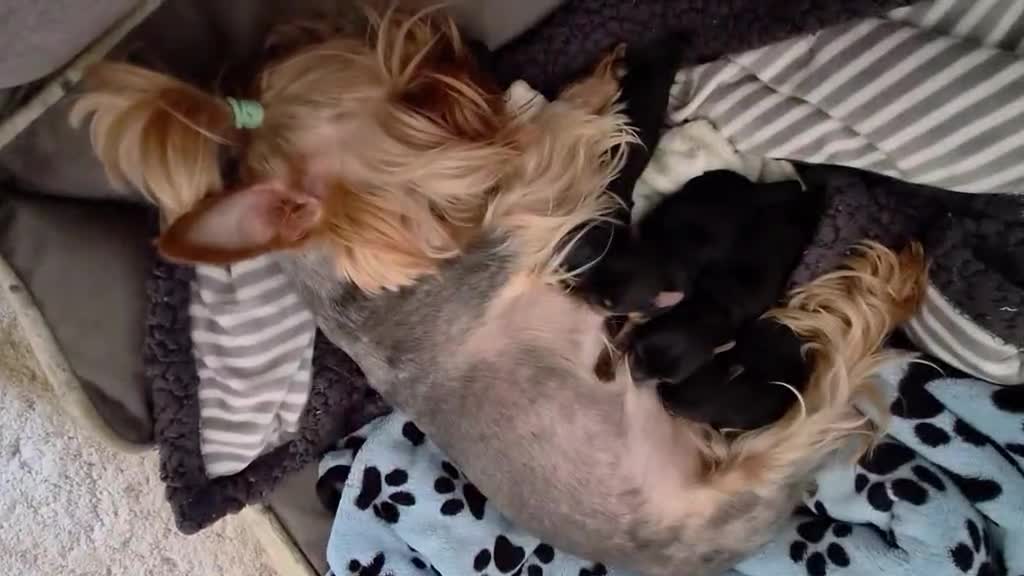 Yorkshire Terrier dogs for sale: Beautiful Yorkie Puppies Looking For Loving Homes - Video 1
