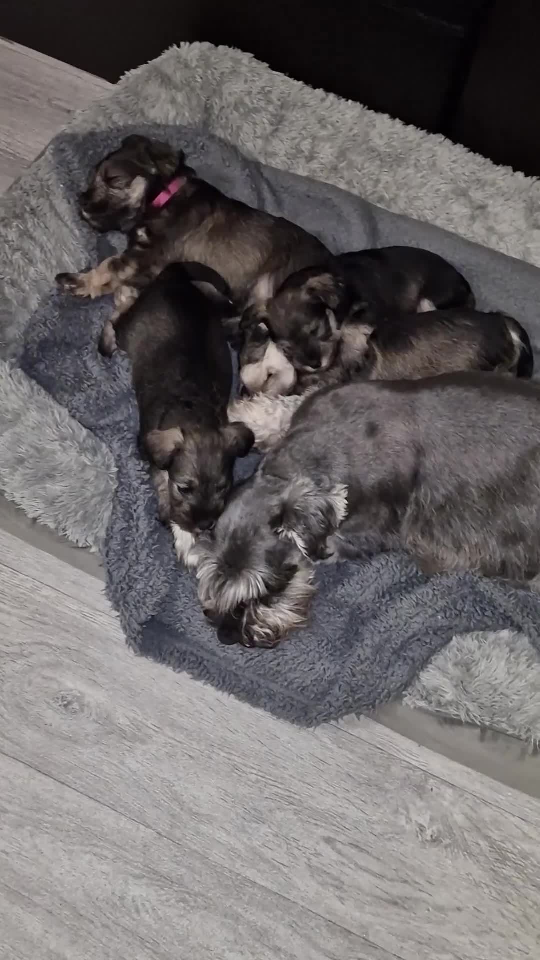 Miniature Schnauzer dogs for sale: 4 miniature schnauzers girls in Norwich - Video 4