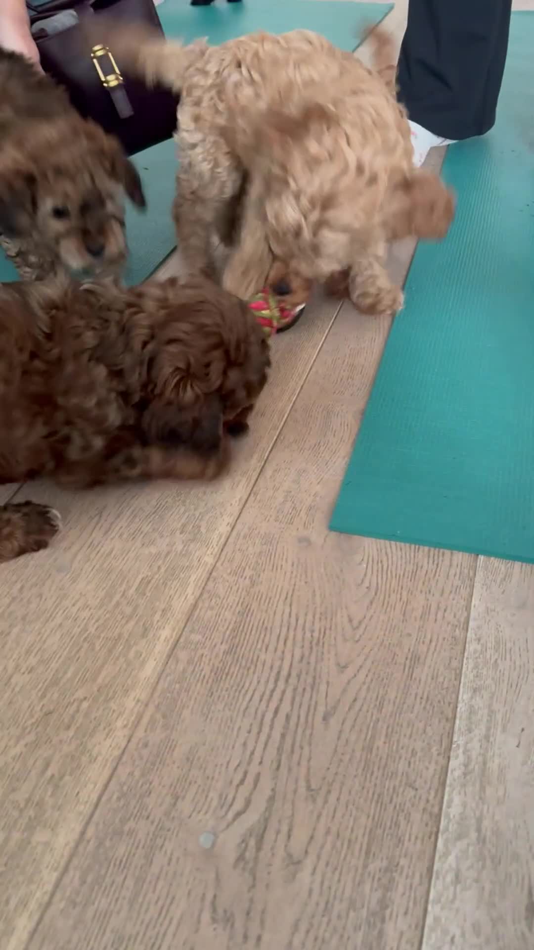 Cockapoo dogs for sale: Beautiful Cockapoos Full Health Tested  - Video 2
