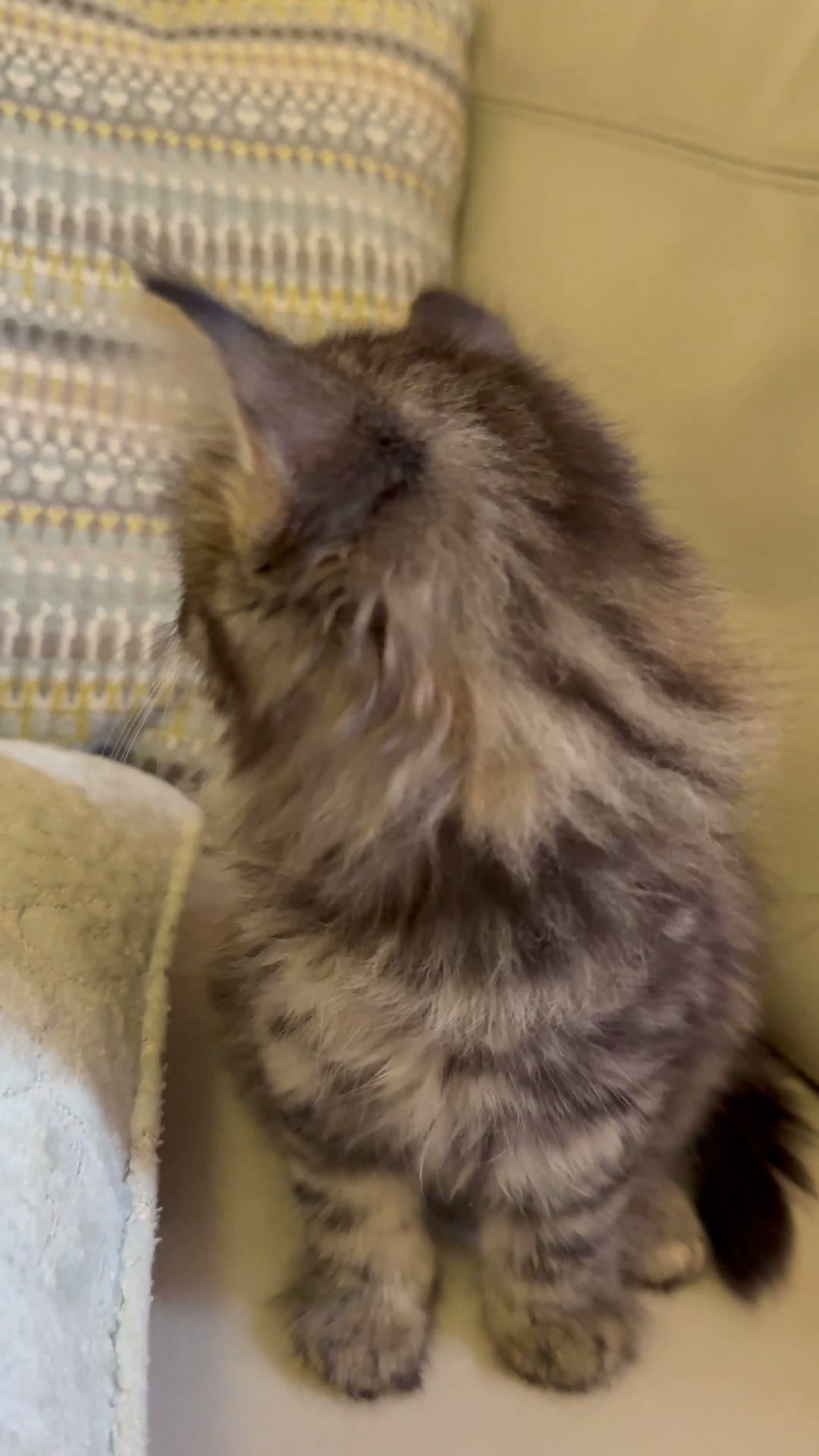 Domestic Shorthair cats for sale: Adorable kittens looking for their forever home! - Video 3