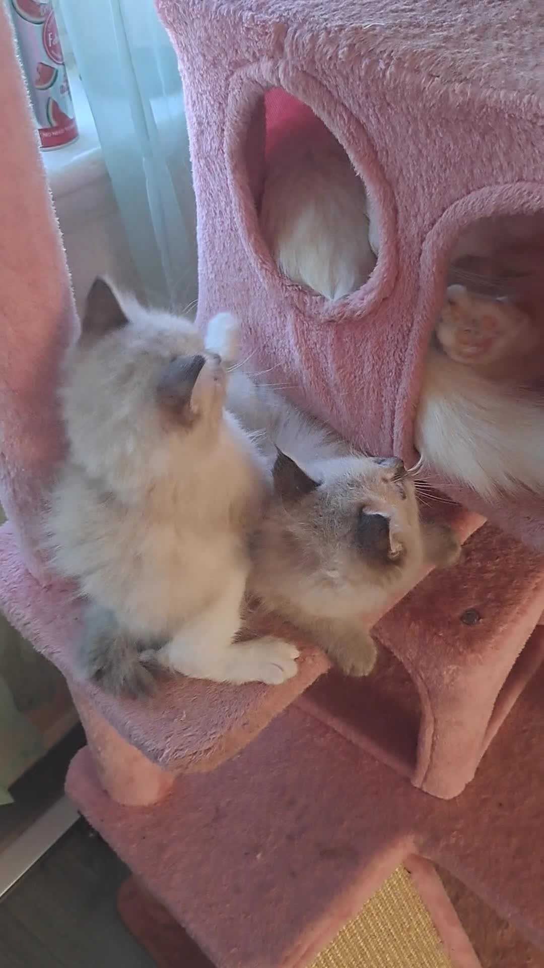 Ragdoll cats for sale: Asap.. 2 left beautiful boy - Video 2