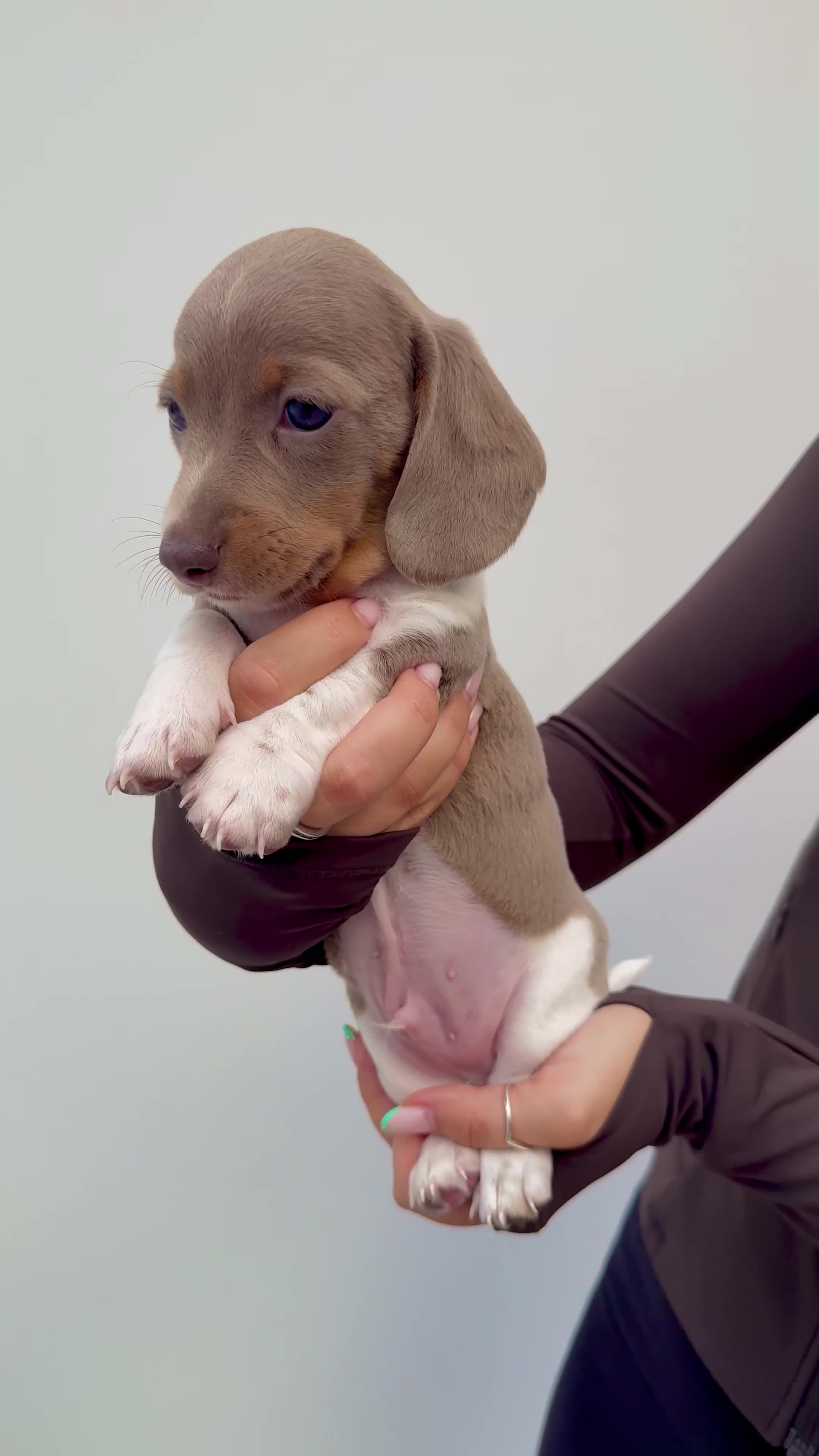 Miniature Dachshund dogs for sale: !! REDUCED !! LAST BOY LEFT!! - Video 2