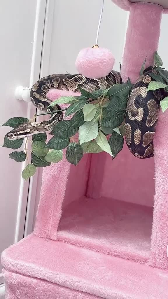 Python Snake reptiles for sale: female python ball python  - Video 1