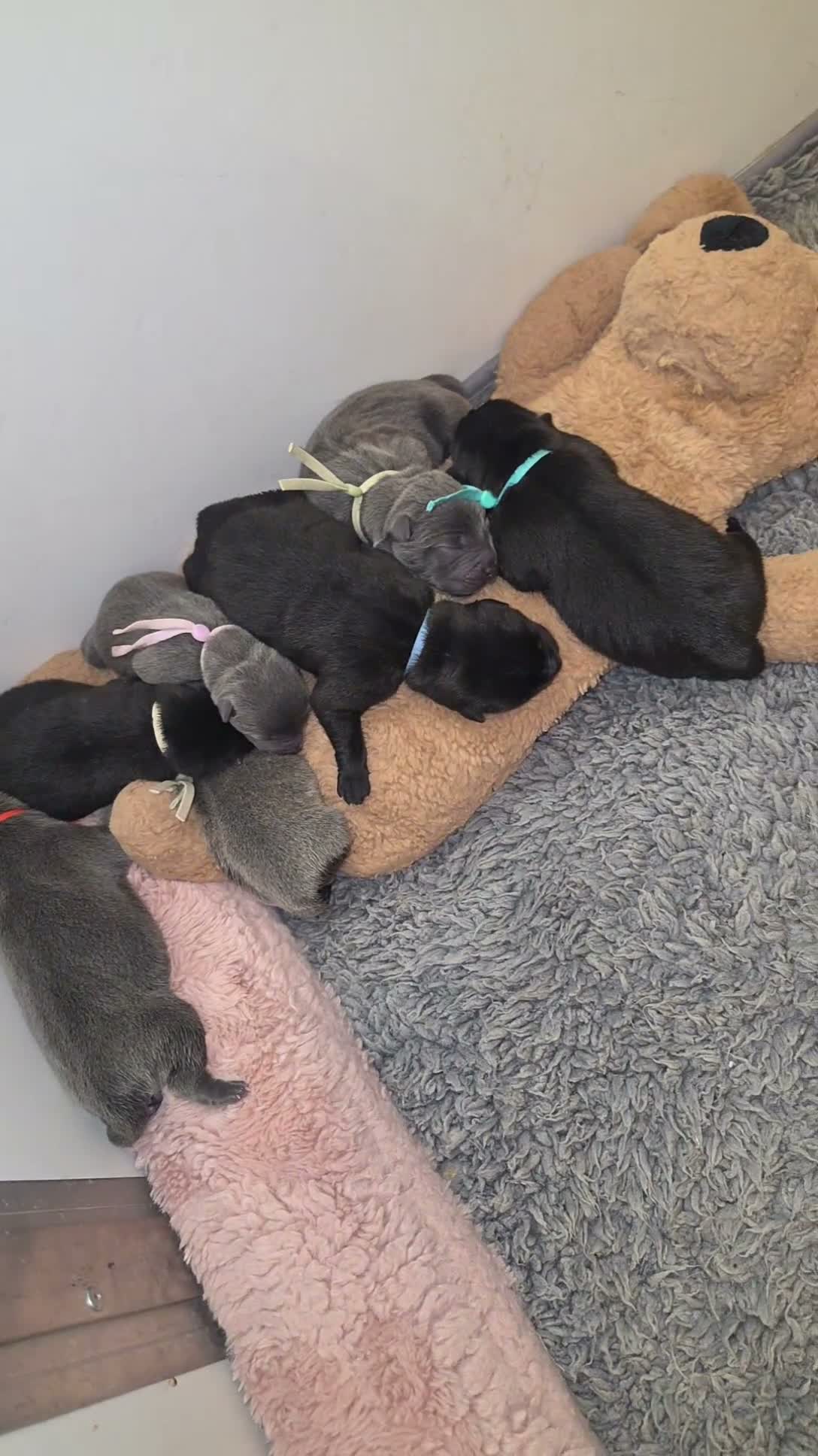 Mixed Breed dogs for sale: Chaffy puppies  - Video 2
