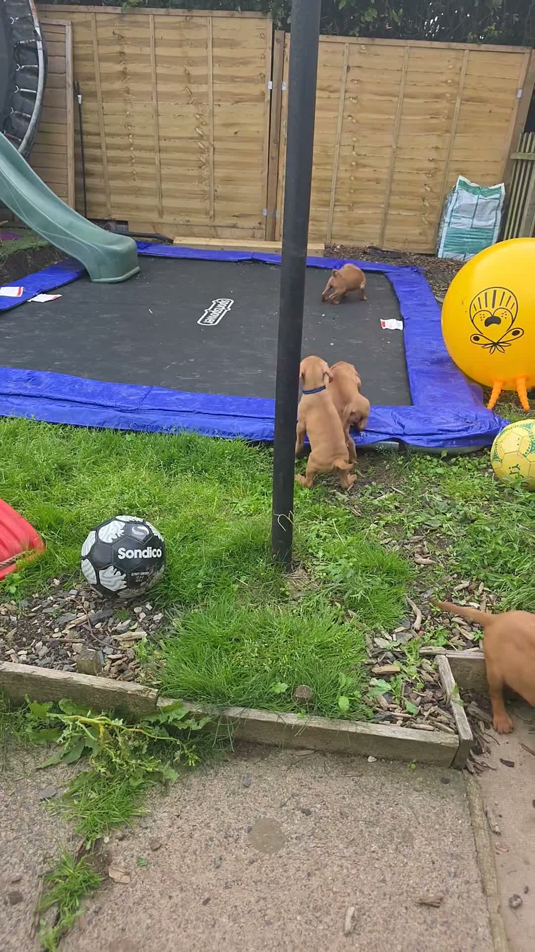 Hungarian Vizsla dogs for sale: ***Ready Now*** Hungarian Vizsla Puppies  - Video 1