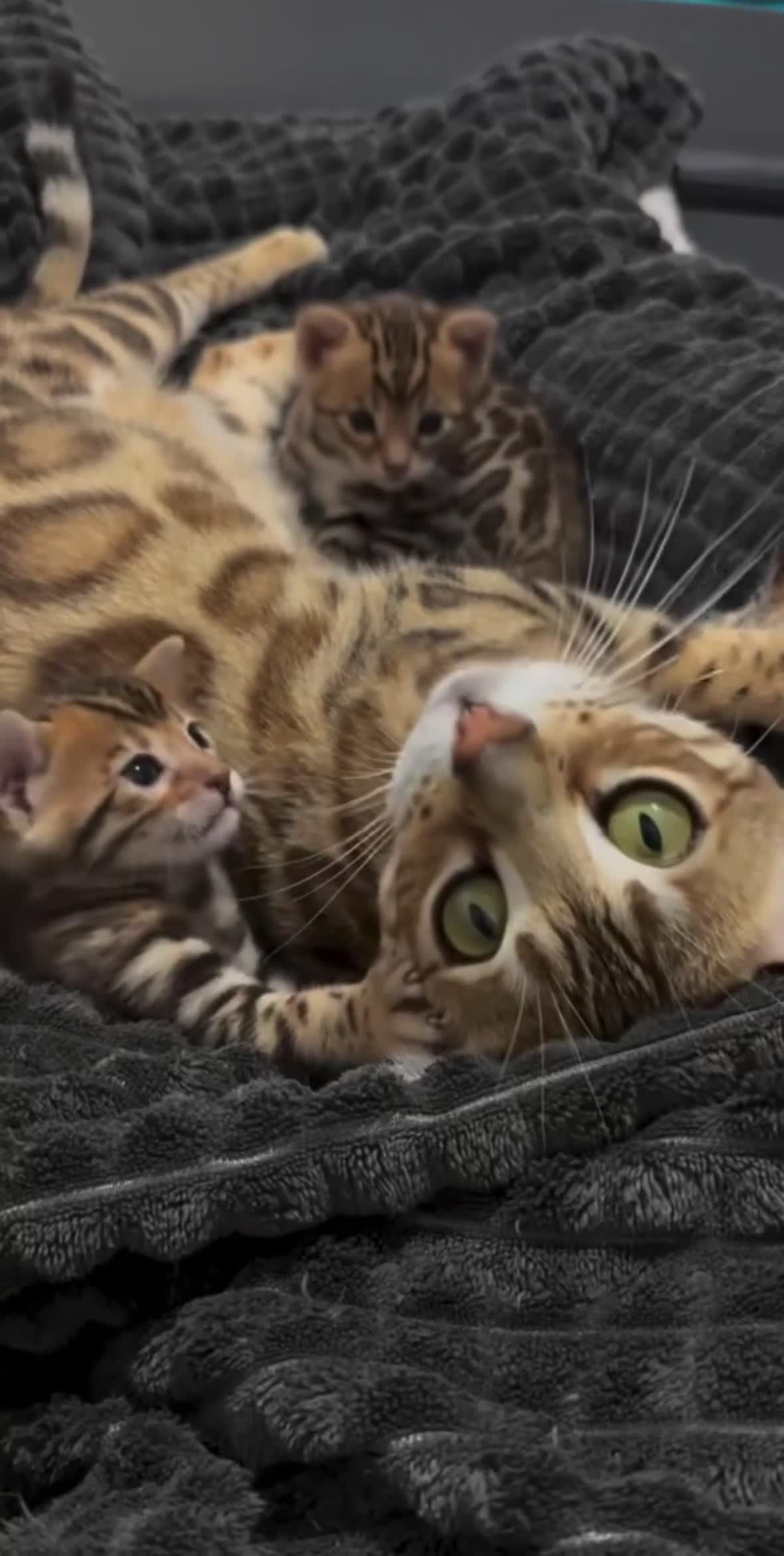 Bengal cats for sale: Last Marble Bengal Girl Available  - Video 1
