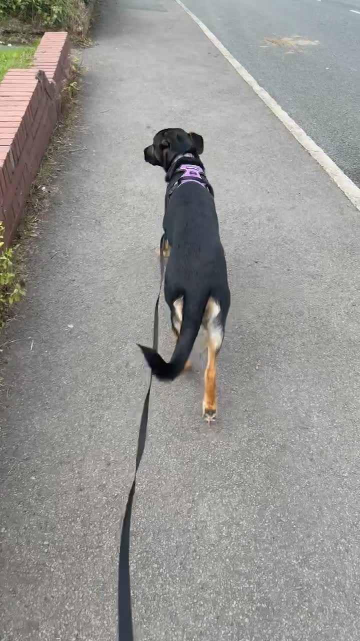 Sheprador dogs for sale: ASAP REHOMING Sheprador in Swansea - Video 3
