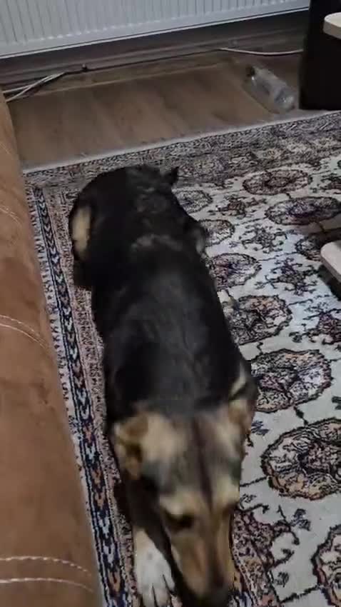 Mixed Breed dogs for adoption: 🐾 Meet Larisa - a gentle girl for a Loving Home💛 - Video 5