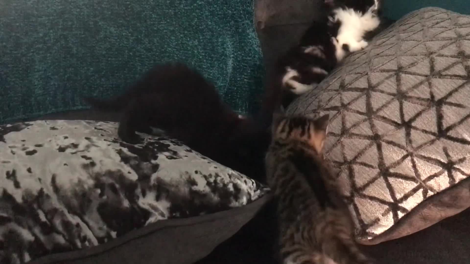 Mixed Breed cats for sale: Beautiful Litter of Fluffy Kittens  in Petersfield - Video 1