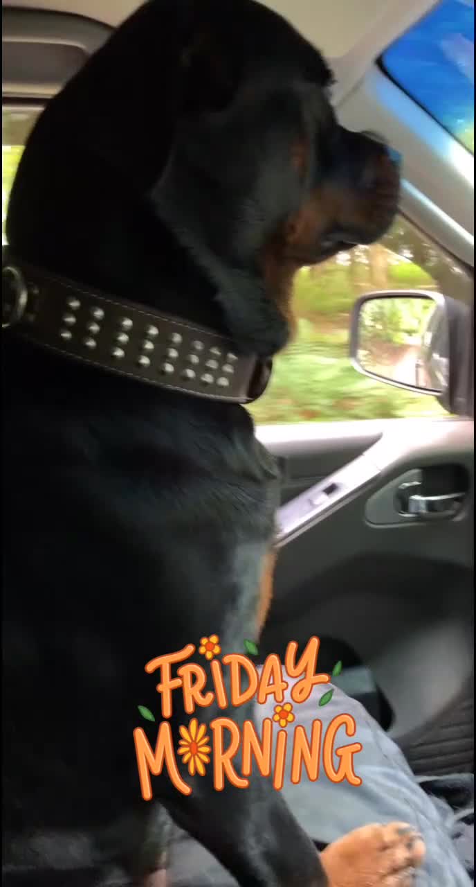 Rottweiler dogs for stud: Ralph the Rottweiler🔥 - Video 1