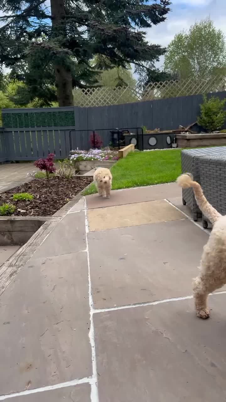 Toy Poodle dogs for sale: KC Registered Pedigree Toy Poodle Boy Ready Now - Video 3