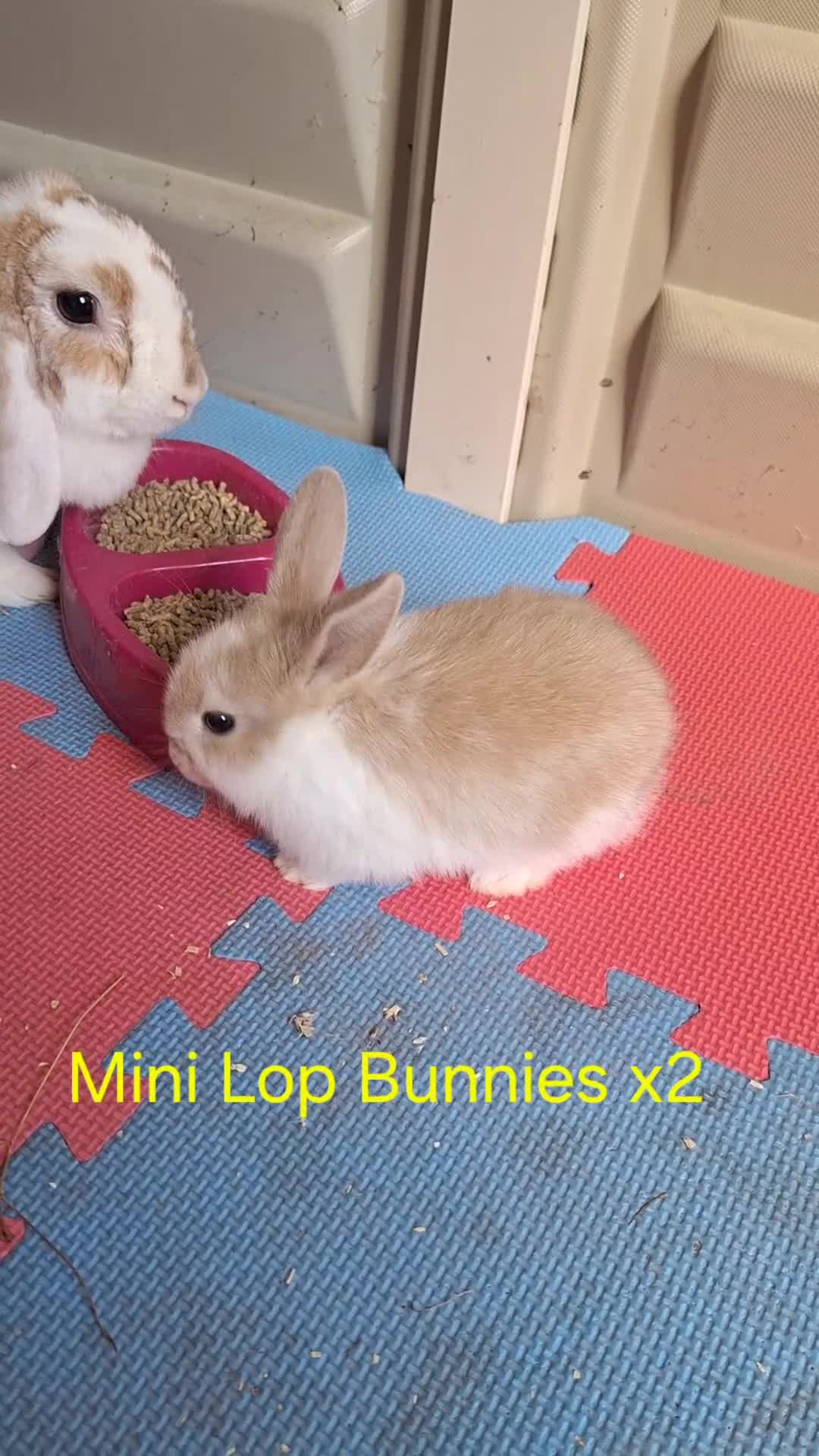Mixed Breed rabbits for sale: 3 baby rabbits left for sale (ready now) - Video 2