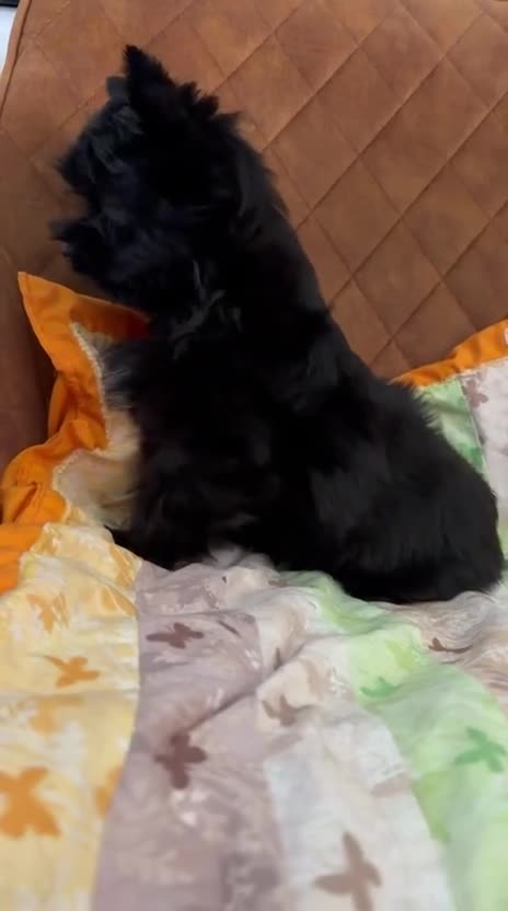 Yorkshire Terrier dogs for sale: Beautiful Yorkshire terrier pups🩵🩷 - Video 1