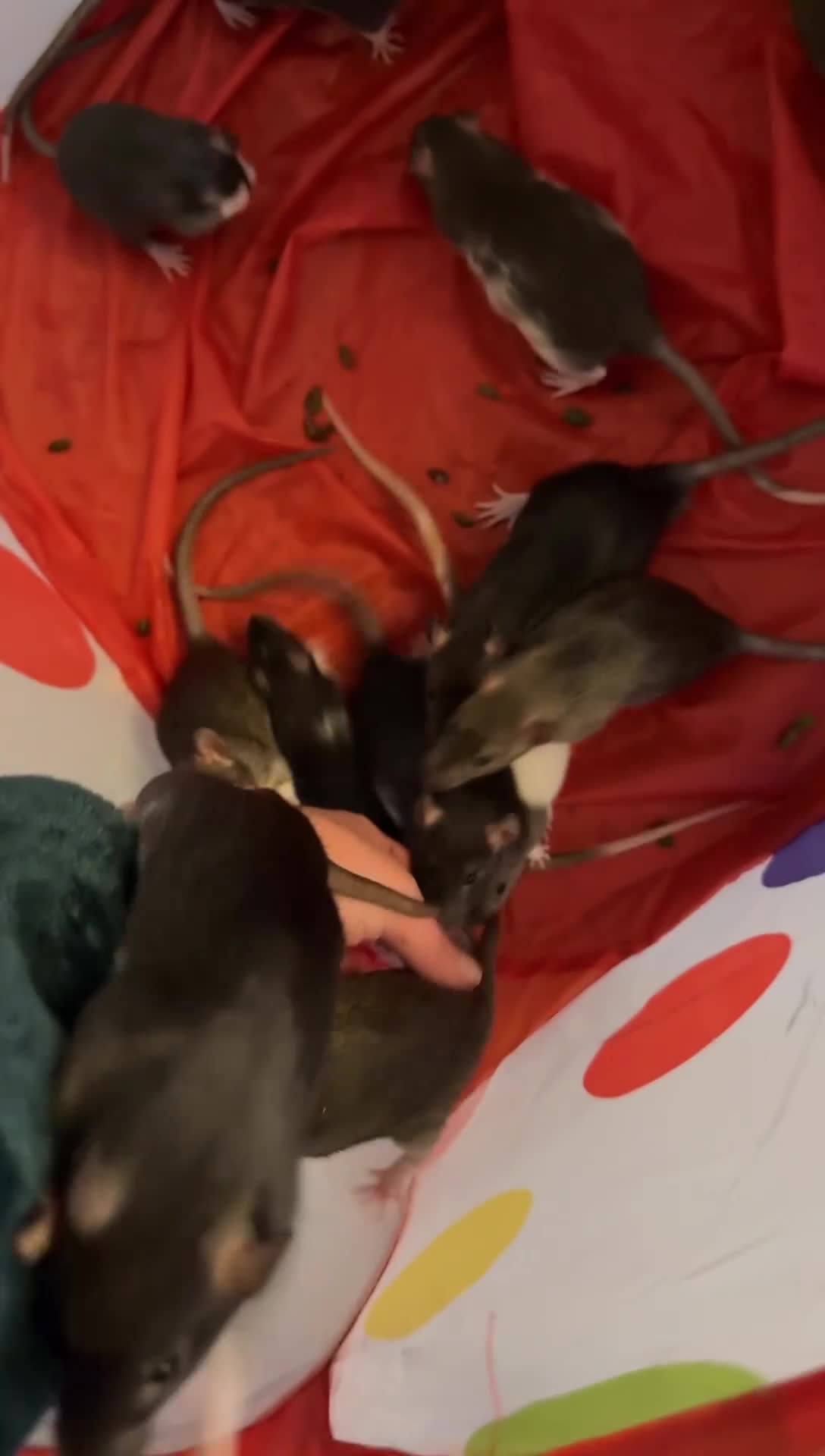 Rat rodents for sale: Fancy Rat Cross Dumbo Rex rat pups  - Video 1