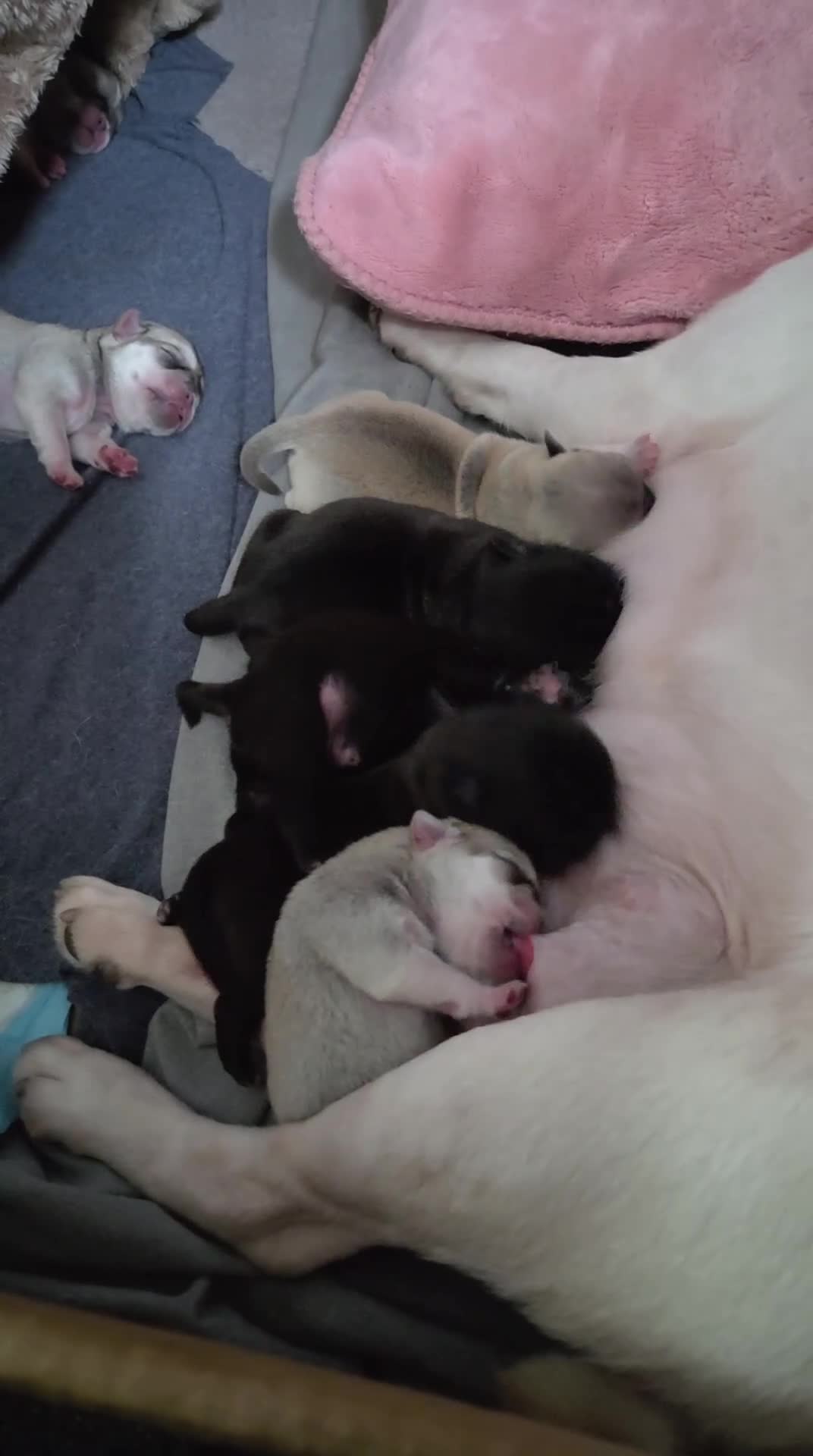 Pug dogs for sale: Stunning rare silver platinum panda purebreed pugs - Video 1