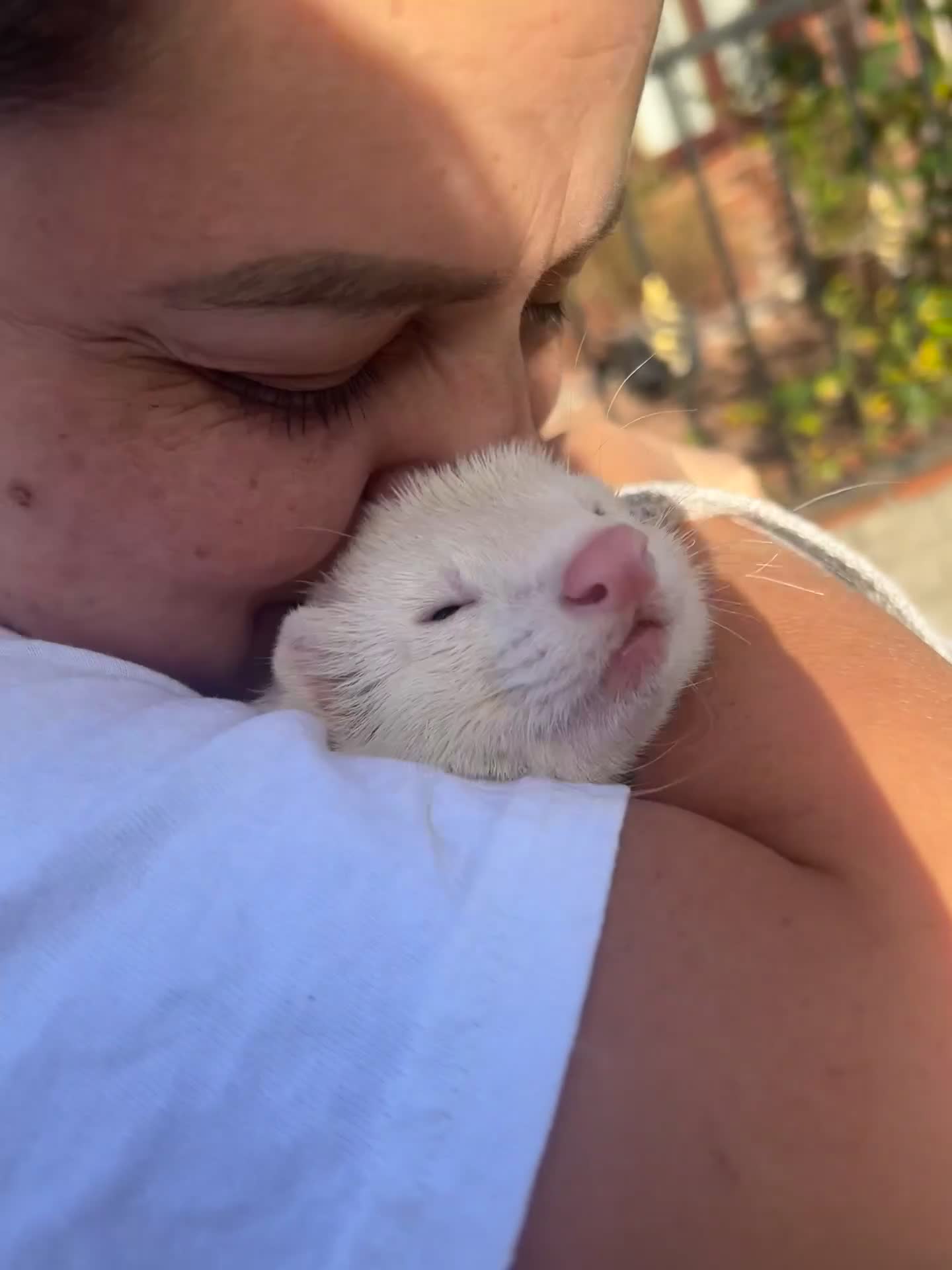 Ferret rodents for sale: Ferret | Male  - Video 1