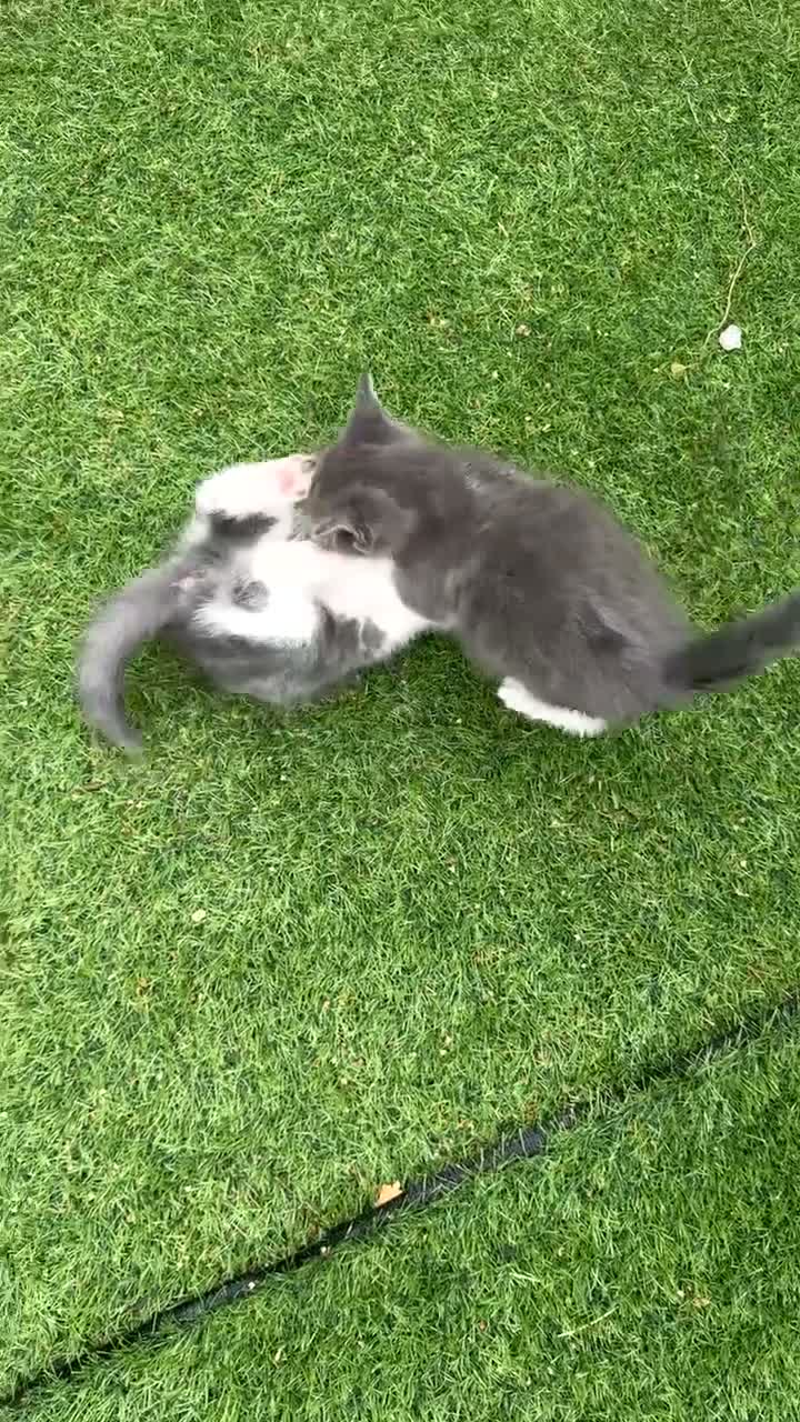 Mixed Breed cats for sale: Female kitten - Video 3