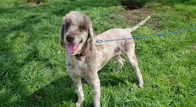 Bernedoodle dogs for sale: Standard Bernedoodle Blue Merle, Black White. - Video 1