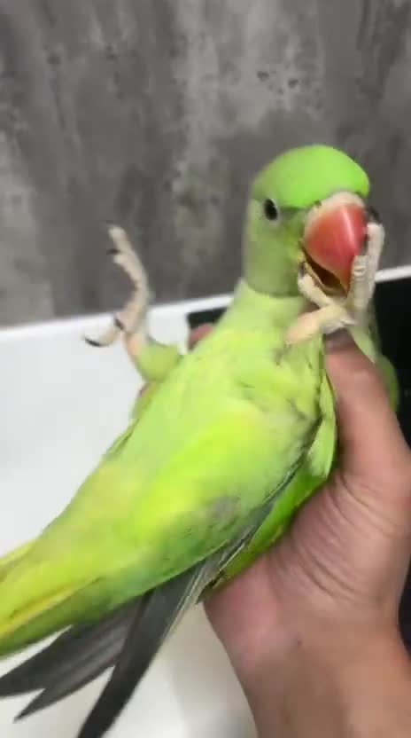 Parrots birds for sale: Alexandrine Parrot Chicks for Sale-Hand-Reared - Video 2