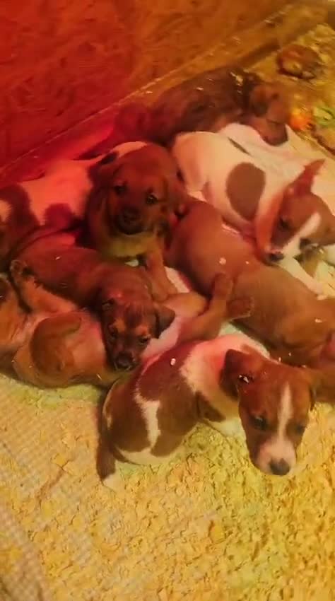 Mixed Breed dogs for sale: Boarder terrier x Jack Russell  - Video 1