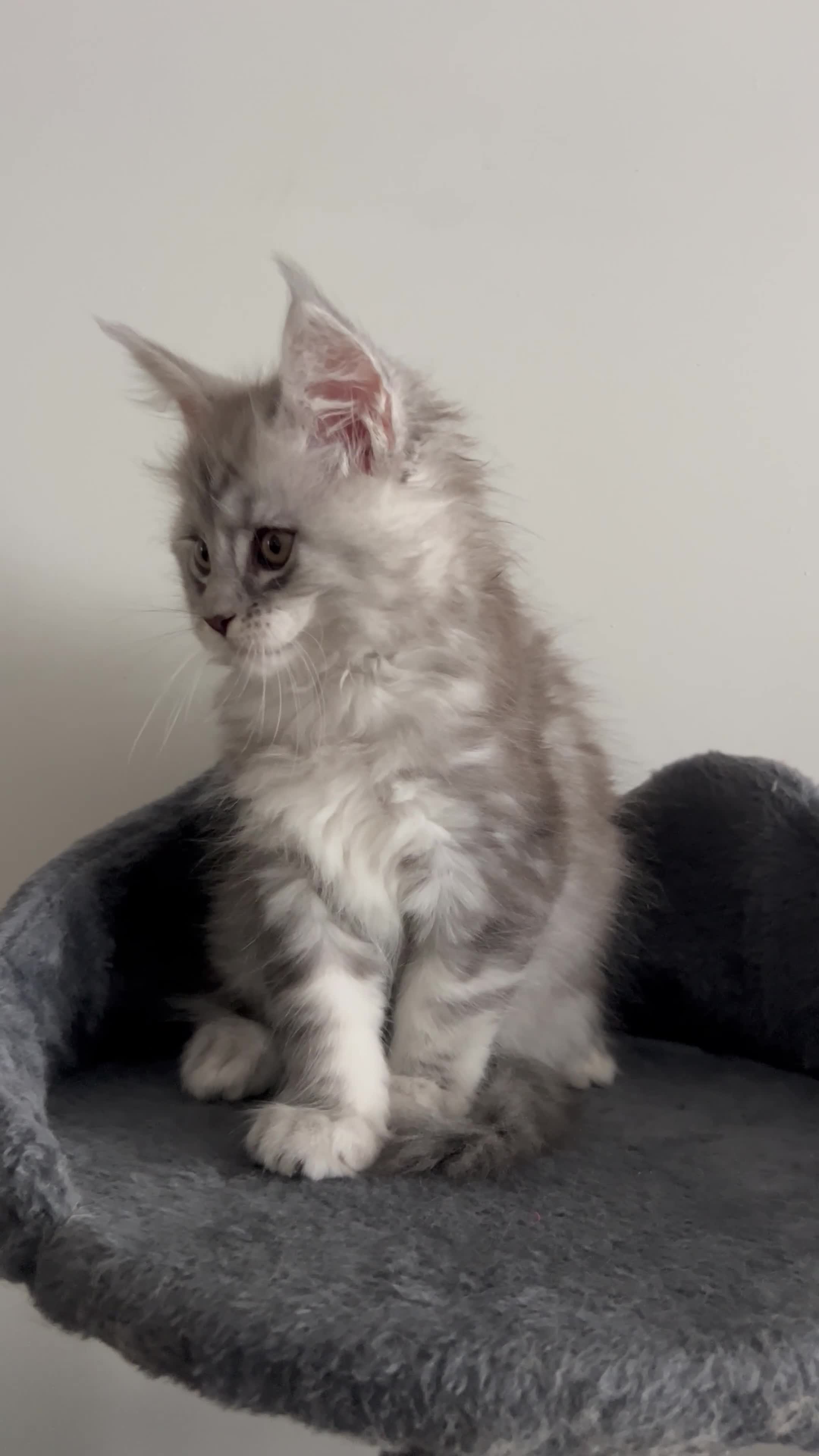 Maine Coon cats for sale: Pedigree Massive TICA Registered Maine Coon Large - Video 1