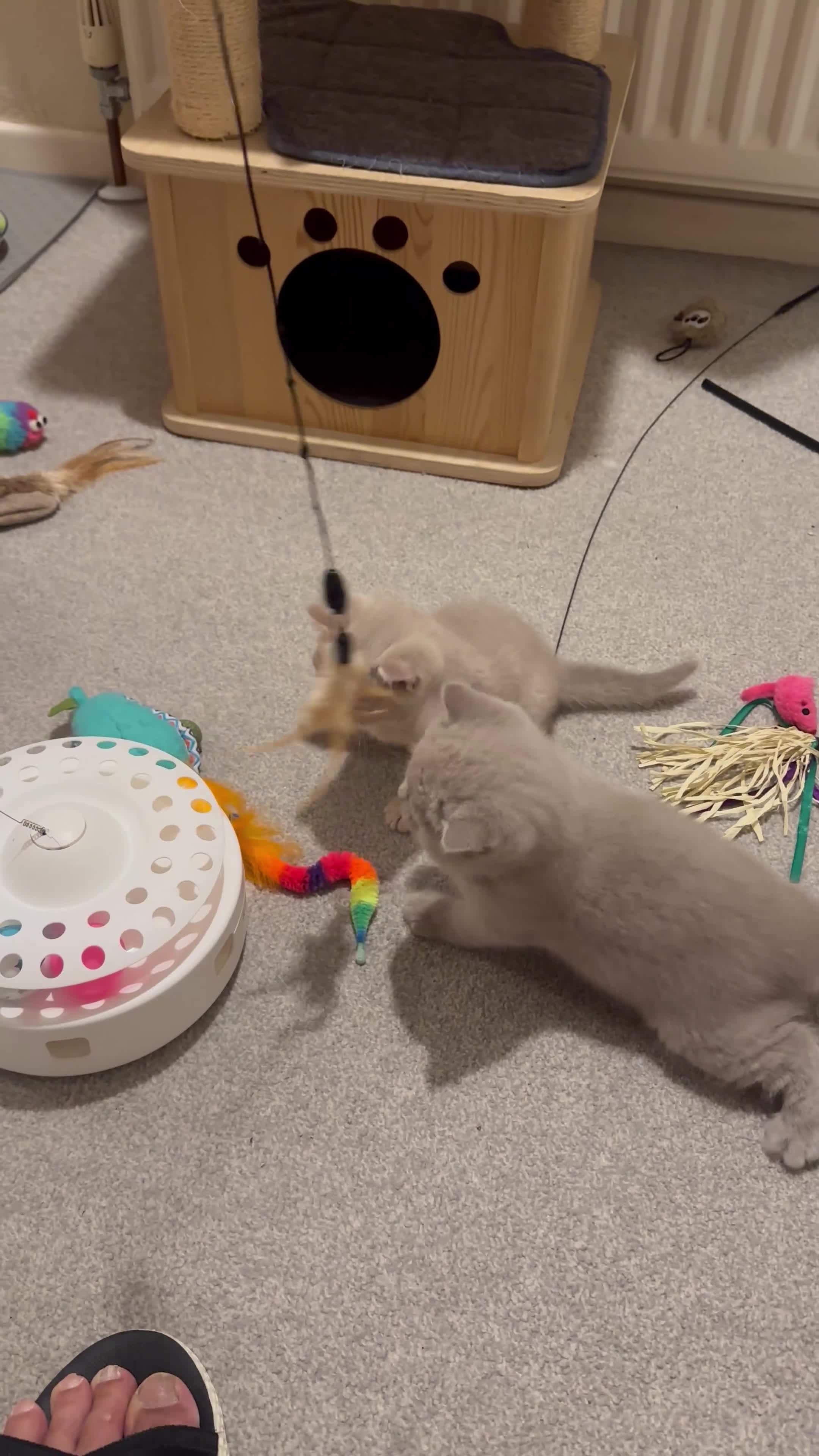 British Shorthair cats for sale: Show quality kittens BSH - Video 4