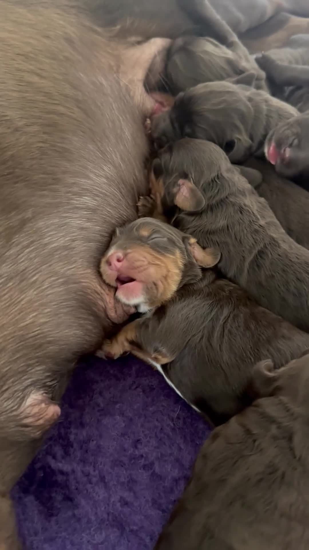 Cocker Spaniel dogs for sale: Chocolate and Tri Colour Working Cocker Spaniels - Video 1