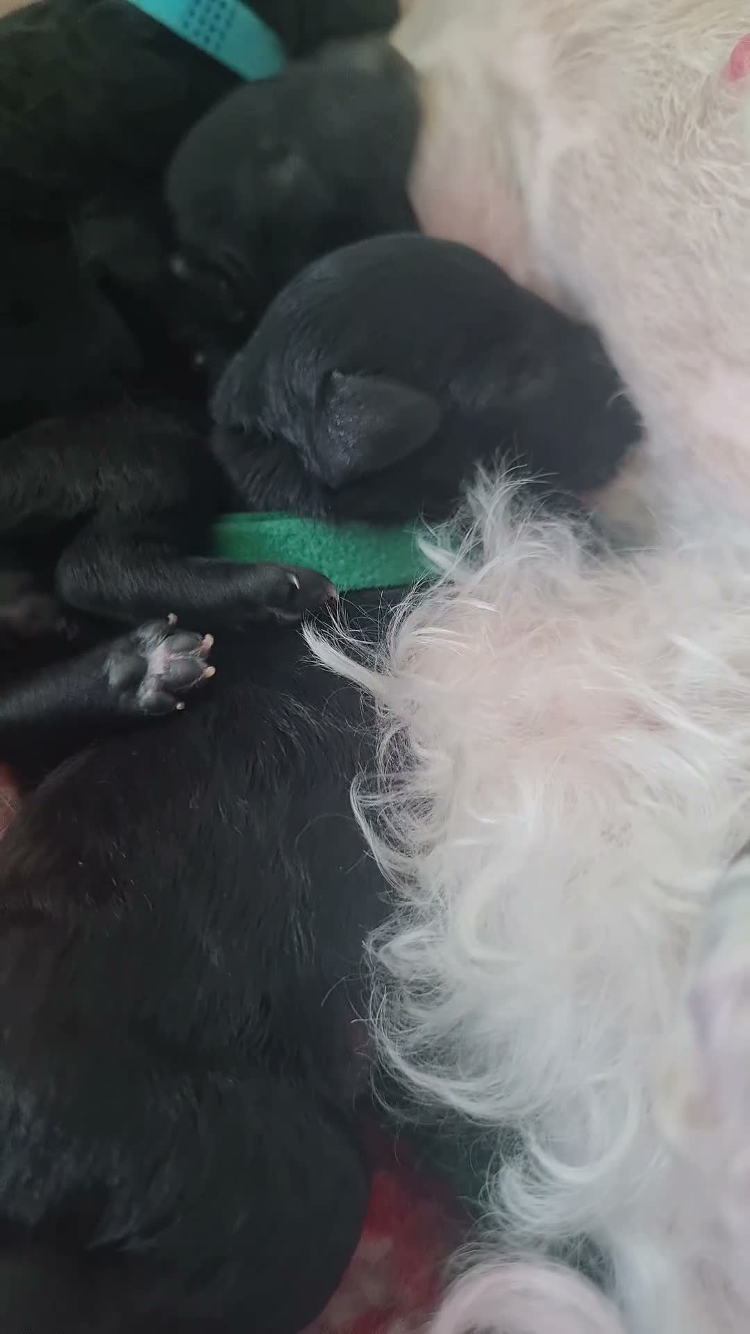 Miniature Poodle dogs for sale: ✨️The Romantasy Litter✨️ in Cranleigh - Video 3