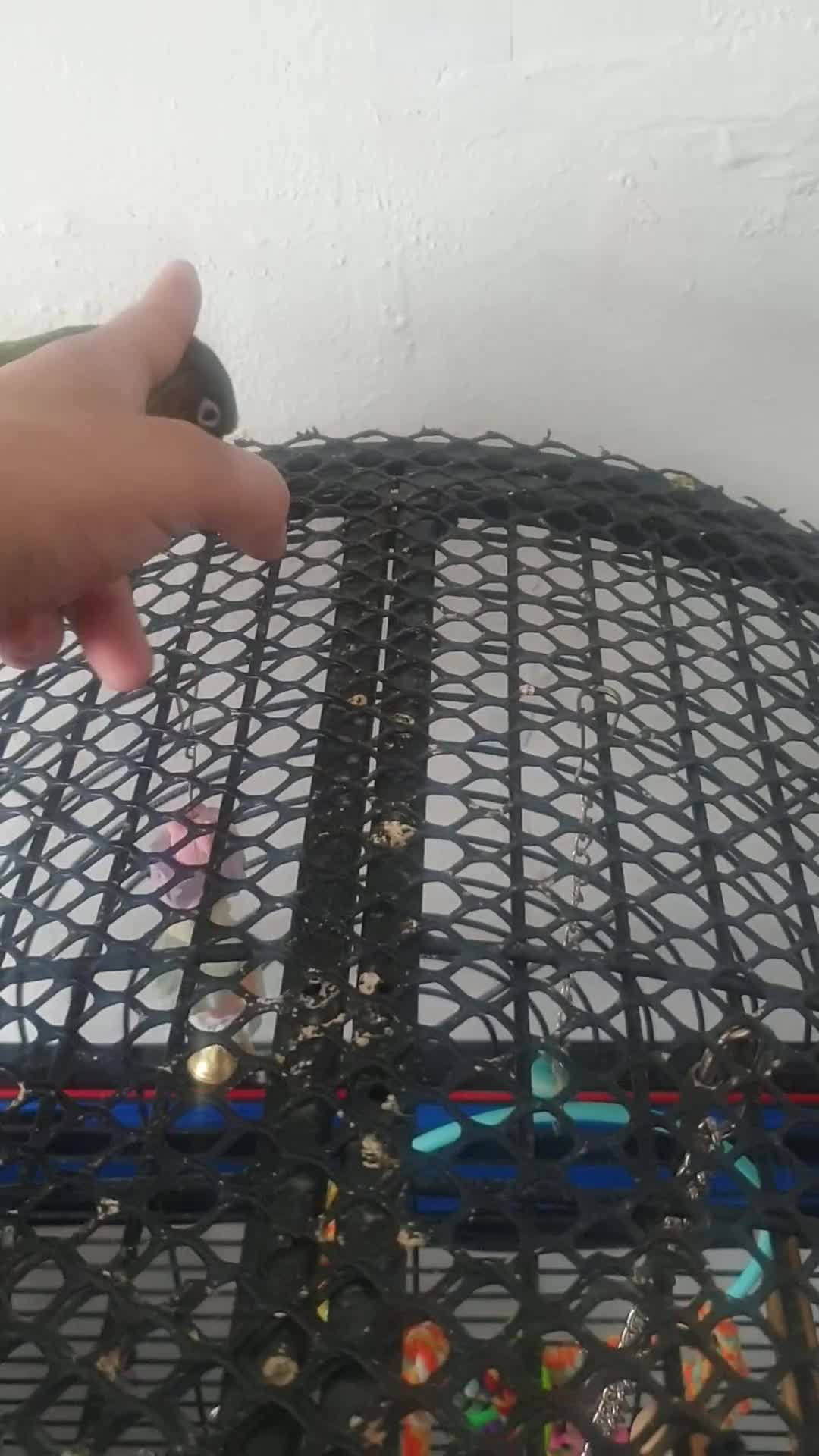 Conures birds for sale: Stunning Tame Conure - Video 1