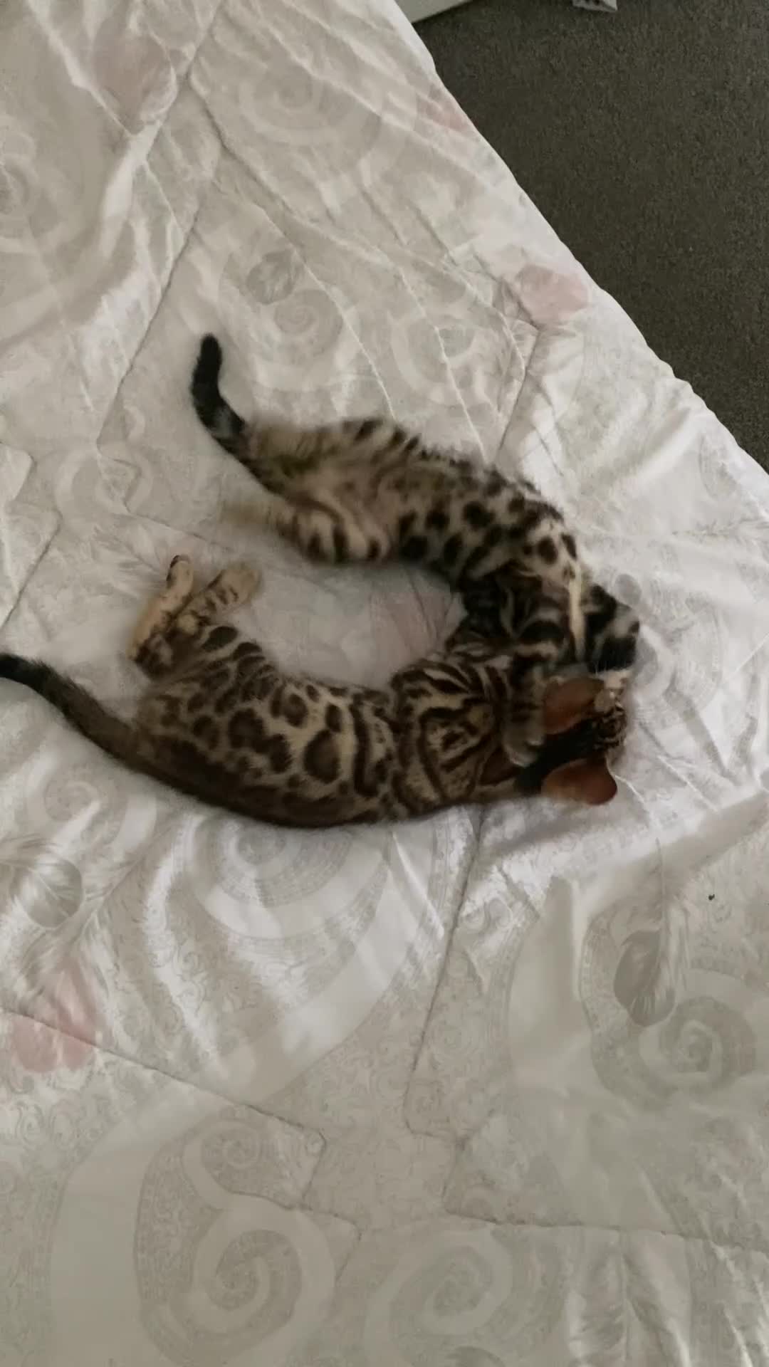 Bengal cats for sale: Pure Bengal Kittens - Video 1