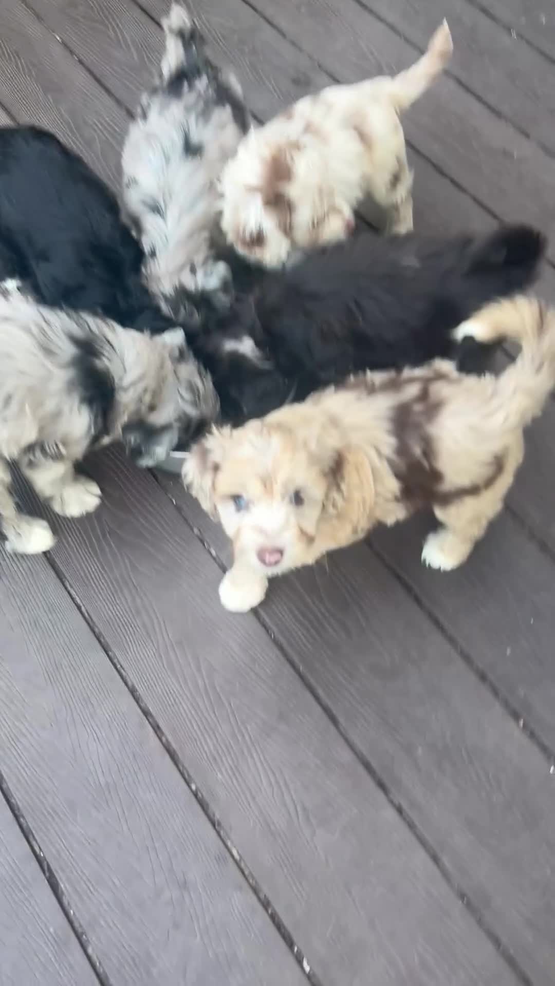 Cockapoo dogs for sale: ONLY 1 LEFT 💥 Cockerpoos F1 Beautiful Merle pups  - Video 2