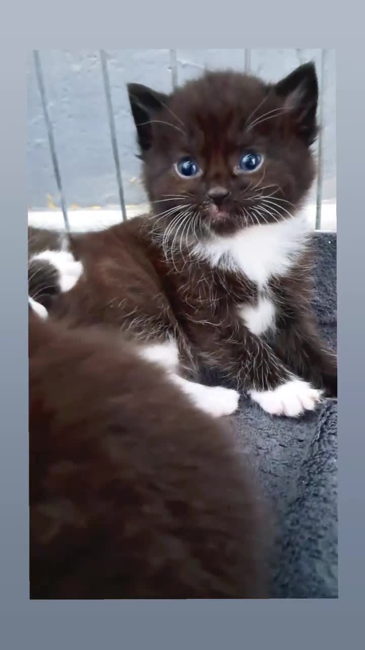 Mixed Breed cats for sale: Last female ready Wednesday - Video 1