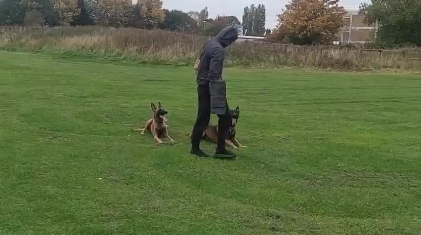 Belgian Shepherd Dog dogs for sale: Belgian Malinois Puppies – 4 Months Old - Video 2