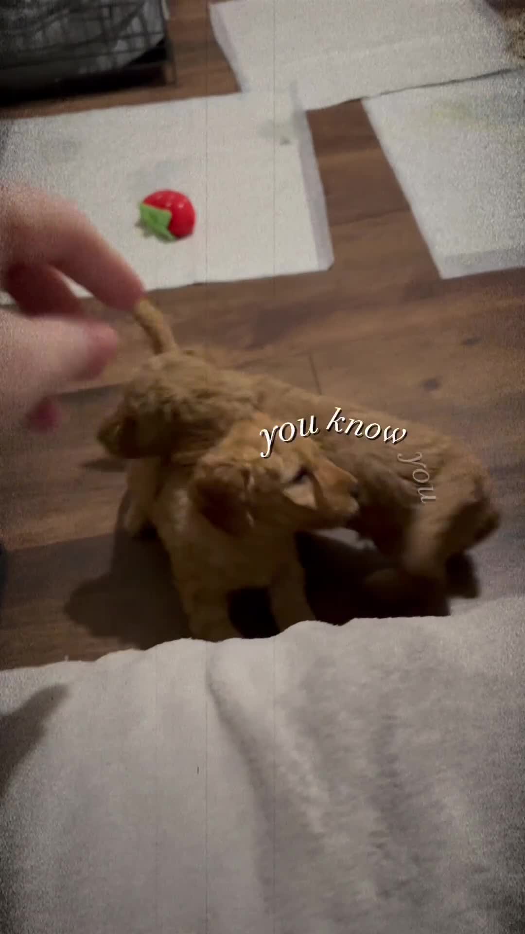 Labradoodle dogs for sale: Exceptional F1BB Labradoodle Puppies - Home Raised - Video 2