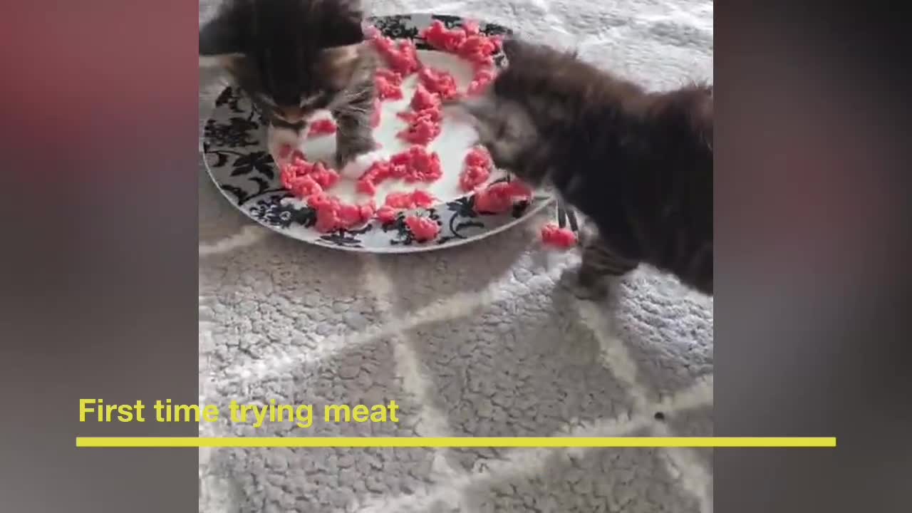 Maine Coon cats for sale: 3 Maine Coon kittens. - Video 2