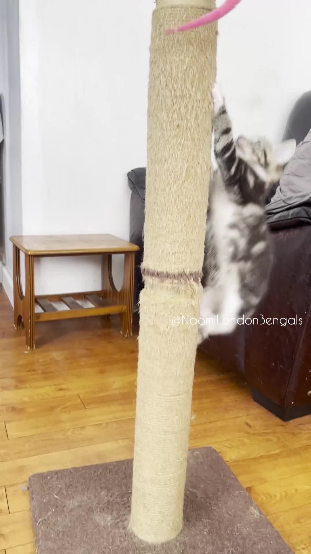 Mixed Breed cats for sale: ⭐️ BENGAL KITTEN FOR SALE! ⭐️ 🩷❤️🧡💛💚🩵💙💜 - Video 5