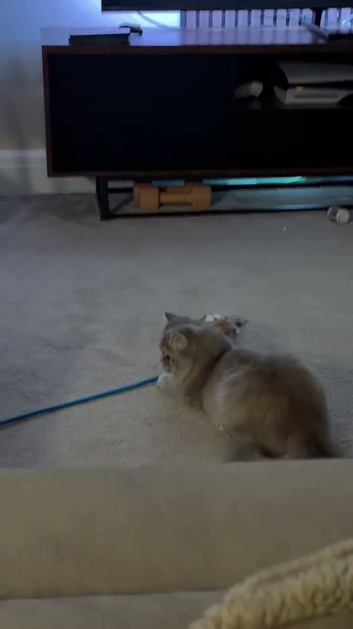 Persian cats for sale: Beautiful Blue Pure Persian  - Video 1
