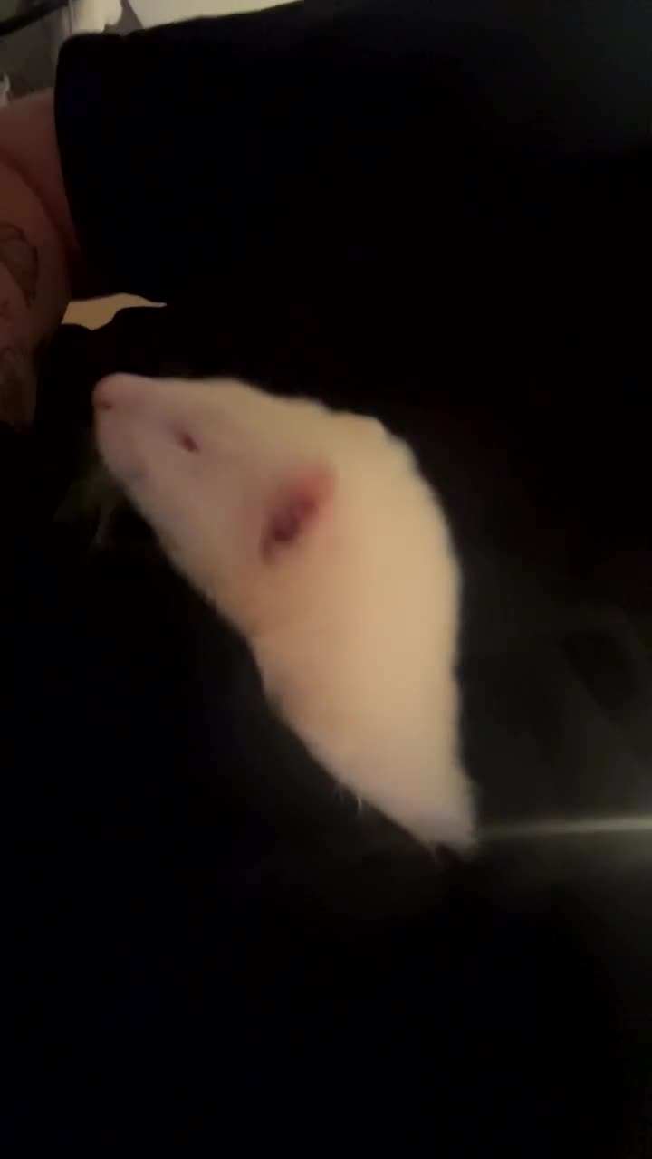 Ferret rodents for sale: Red Eyed Albino Ferret - Video 1