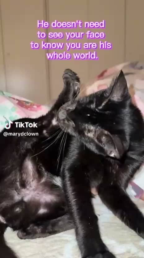 Mixed Breed cats for sale: Handsome Manny  - Video 1