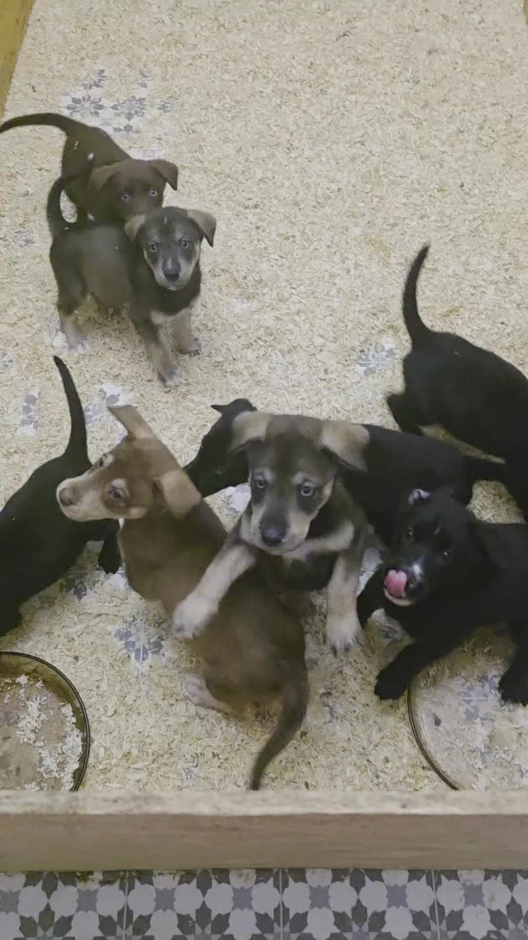 Mixed Breed dogs for sale: STUNNING RED FOX LABRADOR X SPECIAL SIBERIAN HUSKY - Video 1