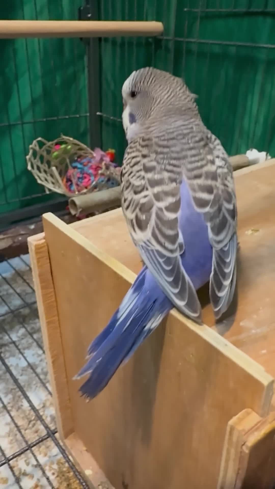 Budgerigars birds for sale: 7 week old purple boy budgies  - Video 1