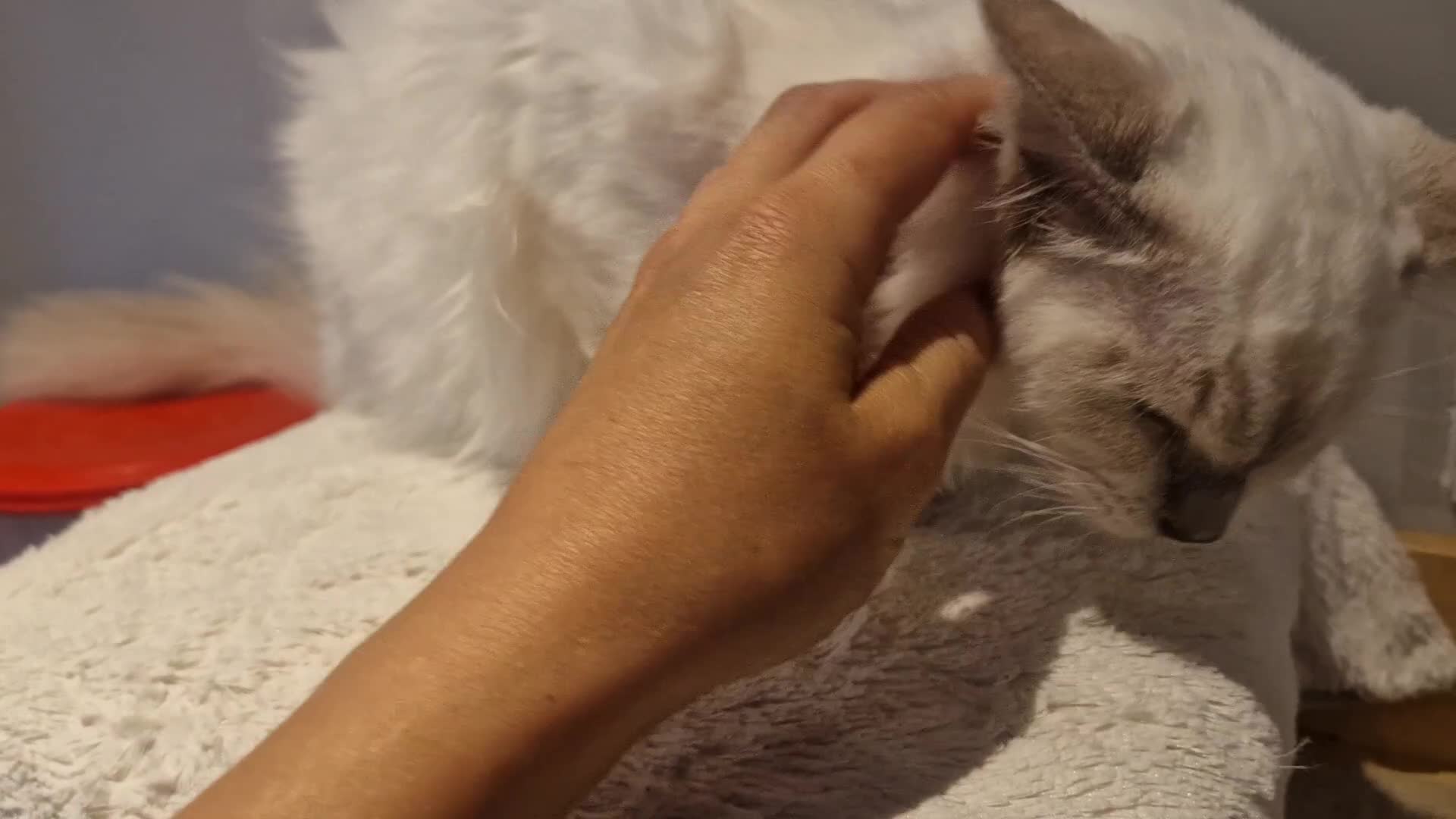 Ragdoll cats for sale: Gorgeous GCCF Ragdoll kittens READY NOW!!! - Video 1