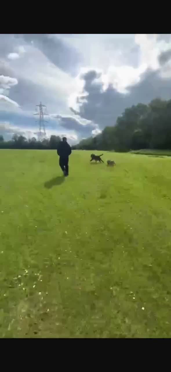 English Bulldog dogs for sale: Mabel in Runcorn - Video 2